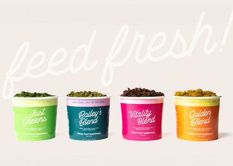 Eating Aligned: How Serving Your Pet Seasonal Superfoods Helps Them Thrive Year Round
