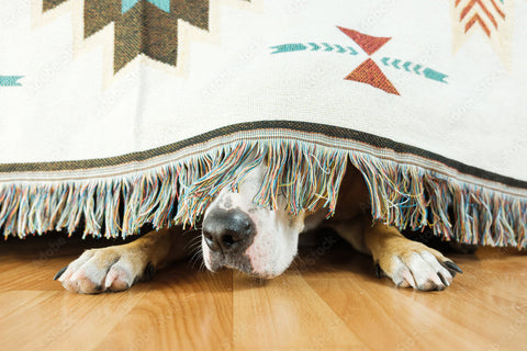 Helping Your Dog Navigate Fourth of July Anxiety