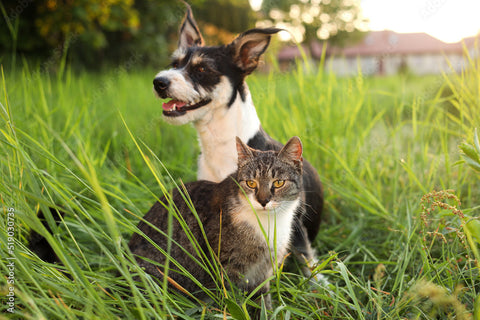 Dogs vs. Cats in the Summer: Why They Handle Heat So Differently (and How to Keep Both Safe)
