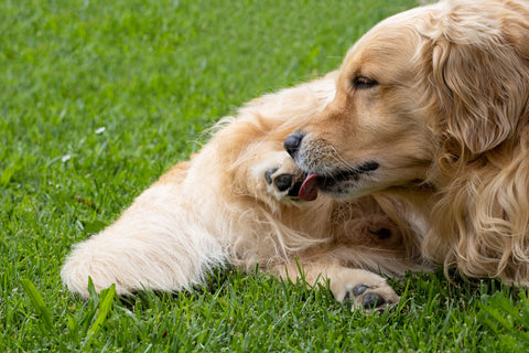Chicken Allergies in Dogs: Symptoms, Causes, and How to Help Your Dog Heal