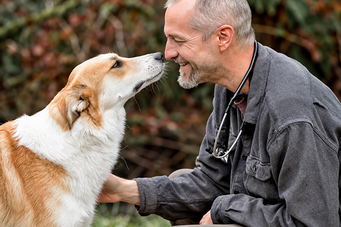 How a Whole Food Diet Helps My Dog Thrive
