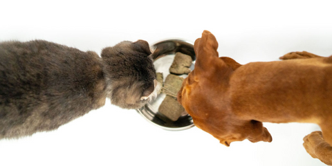 Microbiome Monday: Gut Health Differences in Dogs and Cats