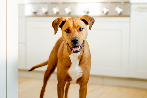 Pancreatitis, Fat, and the Missing Context: Why Pet Nutrition Isn't as Simple as One Number