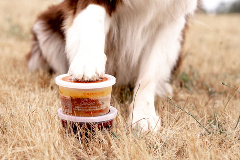 Preparing Your Pet for Seasonal Change: Microbiome Support, Detox, and Immune Balance