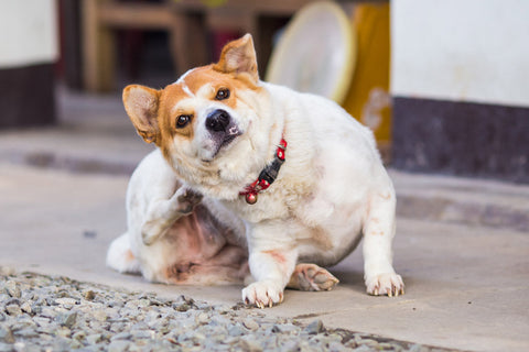 Prepping Your Dog for Seasonal Allergies (Before the Itching Starts)