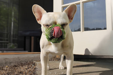 Keep it Fresh: My French Bulldog Feeding Formula