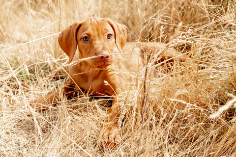 Natural Flea and Tick Prevention for Dogs and Cats | Vet-Approved Guide