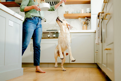 AAFCO Feeding Trials: Why They Matter When Choosing Raw Pet Food