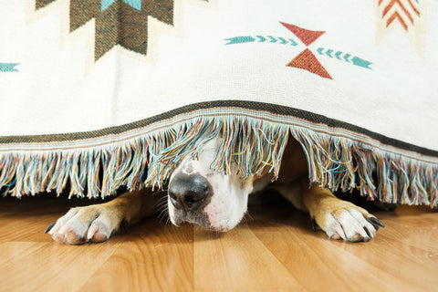 Helping Your Dog Navigate Fourth of July Anxiety