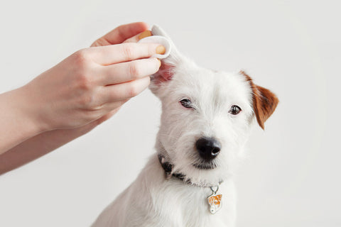Signs of Gut Imbalance in Dogs and Cats - How Gut Health and Nutrition Support the Whole Body