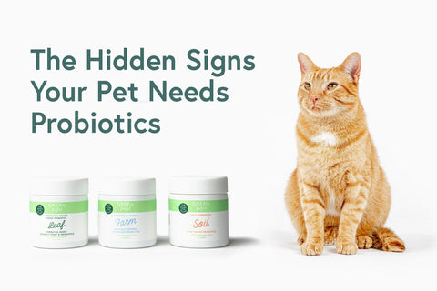 The Hidden Signs Your Pet Needs Probiotics and How to Restore Gut Balance Naturally