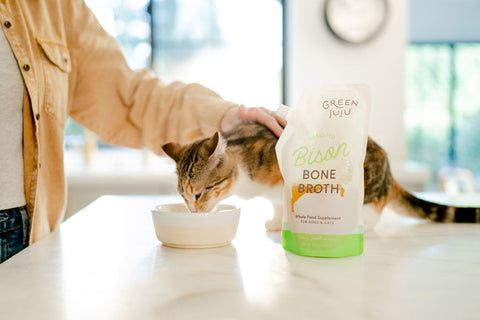 Hydration Tips for Cats Who Drink Less Water