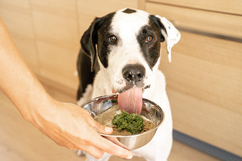 Hydration Tips for Dogs Who Drink Less Water