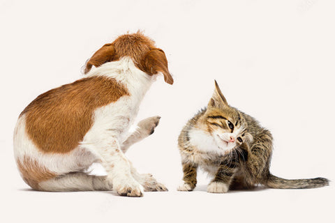 Dog & Cat Yeast Infection Diet: A Complete Nutritional Guide