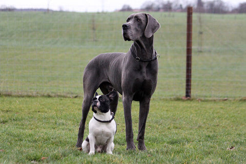 Large vs. Small Breed Dogs: Do They Really Need Different Nutrition?