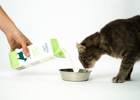 4 Simple Fresh-Feeding Upgrades That Make a Real Difference