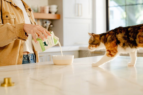 Why Are Cats More Prone to Dehydration? Understanding Your Cat's Unique Hydration Needs