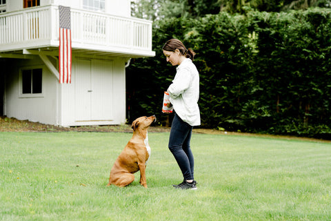 Summer Diet Needs for Dogs and Cats: Understanding the Key Differences in Pet Nutrition