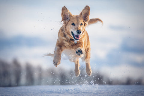 Cold Weather and Joint Health: Supporting Dogs Through Winter