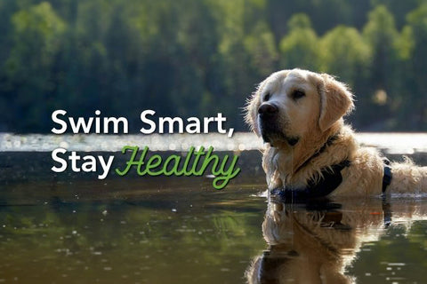 Summer Water Safety for Dogs: Protecting Your Dog from Waterborne Illnesses and Supporting Gut Health