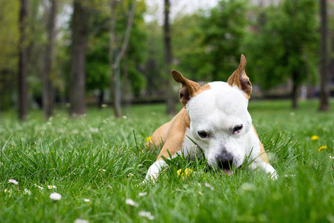 Why Do Dogs Eat Grass? The Surprising Fiber Connection