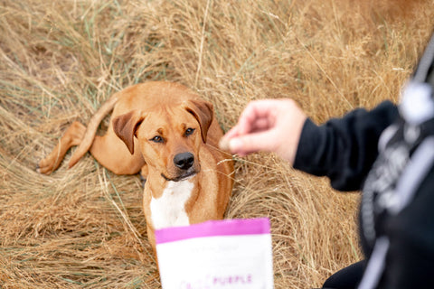 High-Value Dog Treats for Training & Reward