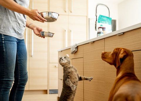 Best Selling Raw Dog & Cat Food