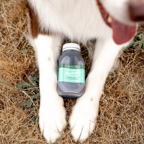Wild Fermented Mushroom Probiotic