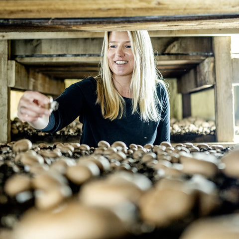 Wild Fermented Mushroom Probiotic