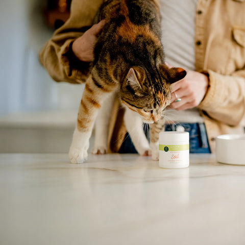 Probiotic Supplements